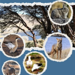 Marzo 3 | Día Mundial de la Vida Silvestre